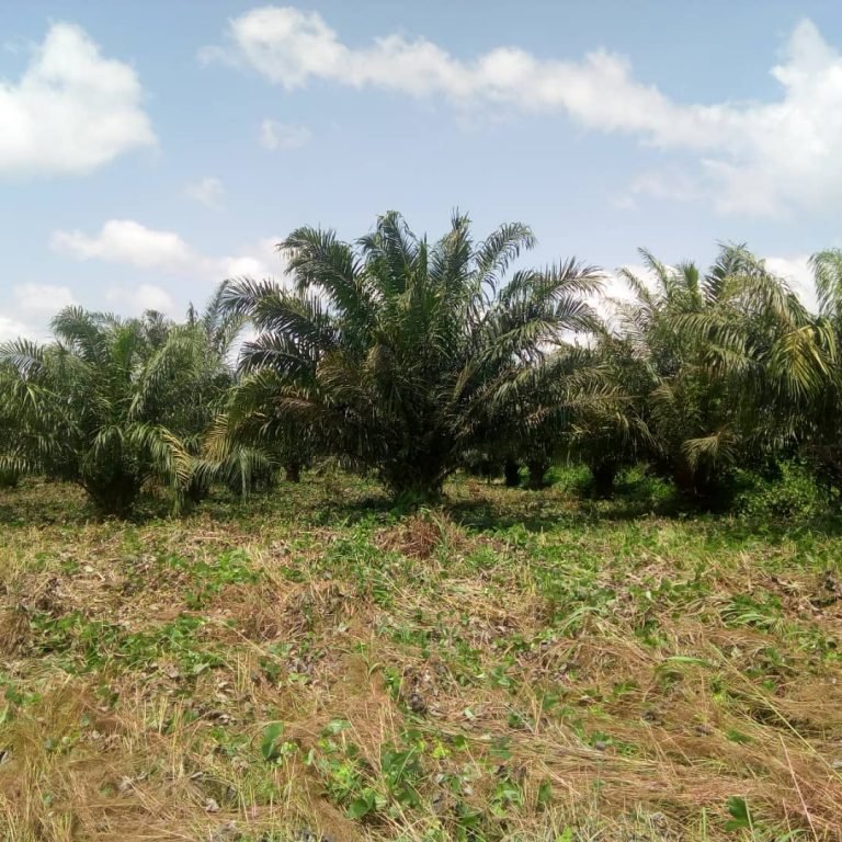 Sierra Organic Palm Limited Pays 378 Surface Rent   …and Bureh, Kasseh and Makonteh Chiefdoms Promise to Protect Company Assets