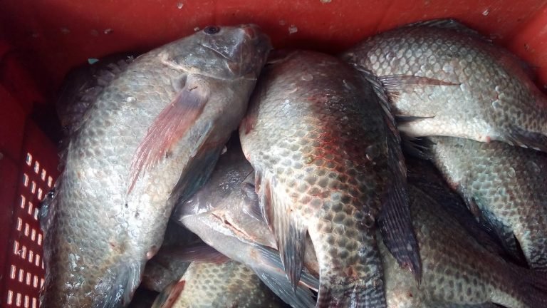 Fish Price Increases in BO Market – Fish Mongers Complain