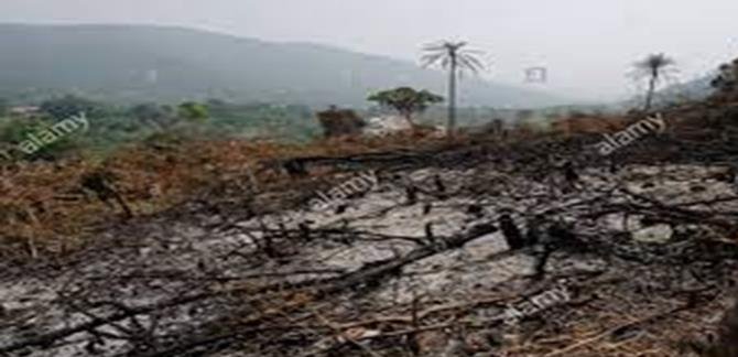FORESTRY OFFICER LAMENTS: MASSIVE DEFORESTATION IN KAILAHUN DISTRICT