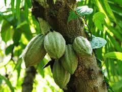 SOLIDARIDAD BOOSTS CASH CROP FARMERS