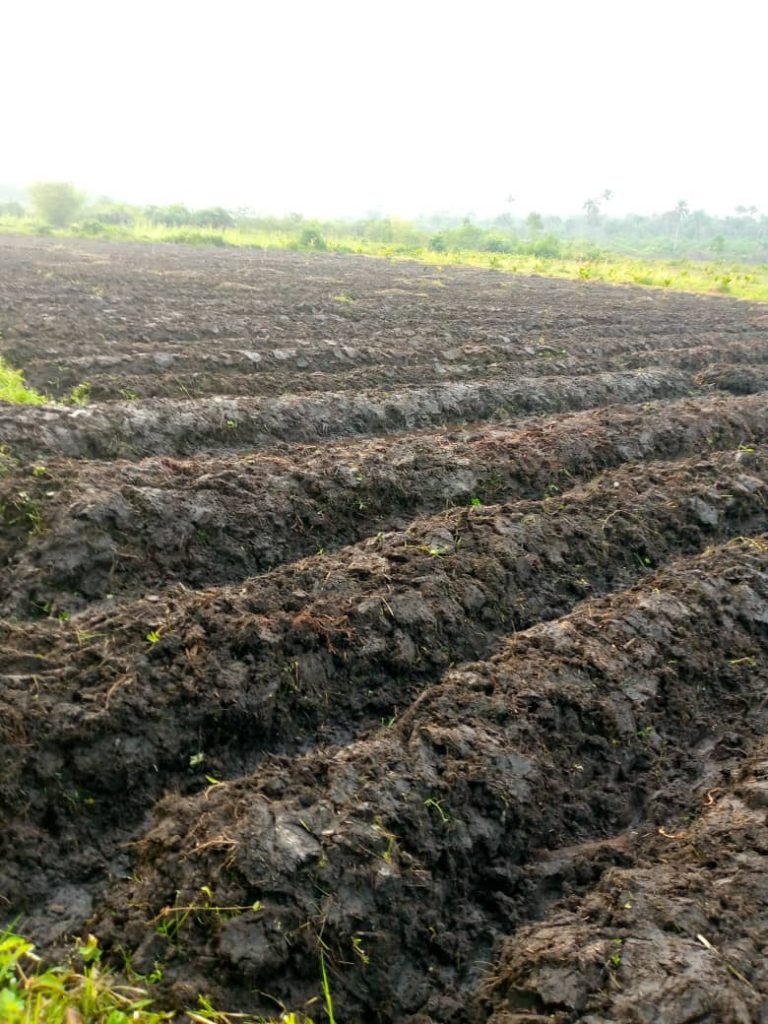 Ribbi Youths Farm in Chaos