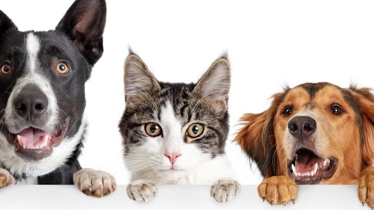 ONE HELATH PLATFORM VACCINATES OVER TEN THOUSAND DOGS AND CATS IN THE COUNTRY