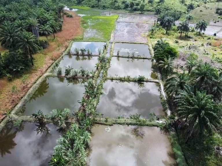 TIVAMYA Leapfrogs in Fish Production and Marketing