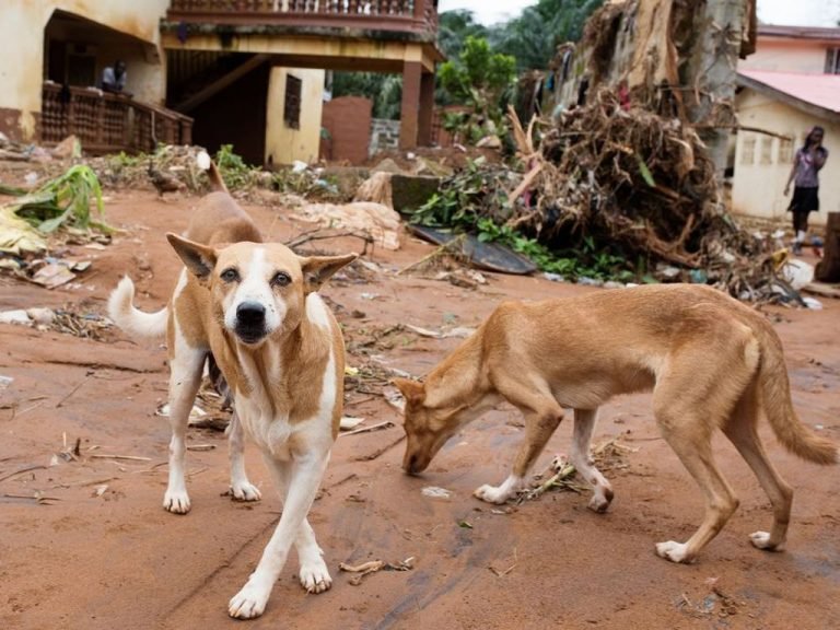 Dogs Waged War On Predators In Kono