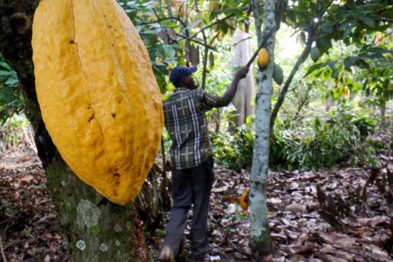 Socio-Economic Benefit Of Cocoa Cultivation On Farmers In West Africa
