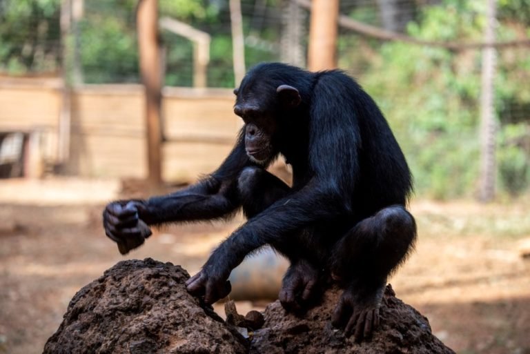 TCS Rescues Western Orphan Chimpanzees Every Year