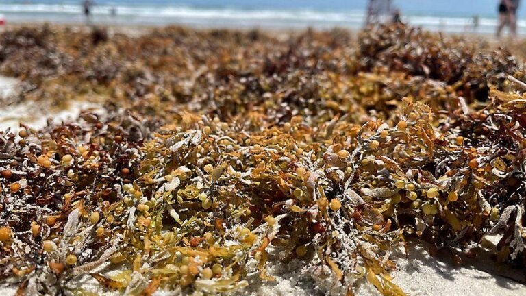 Sierra Leone’s Seaweed: A Threat To Tourism