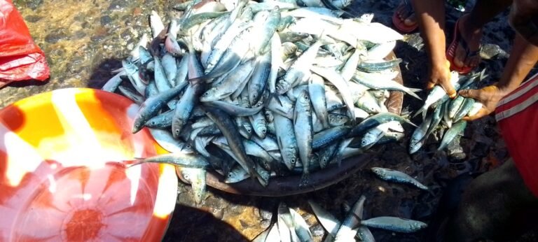 Fuel Price, Illegal Fishing Impacts Price Marine Products