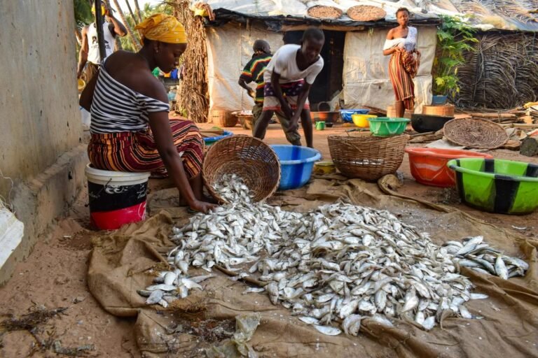 Over Le 100,000 Theft At Sierra Leone Fishing Company: Accused Persons Remanded