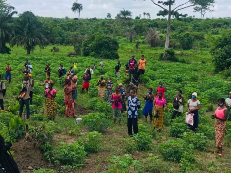 Sierra Leone Sets To Become Agricultural Power House