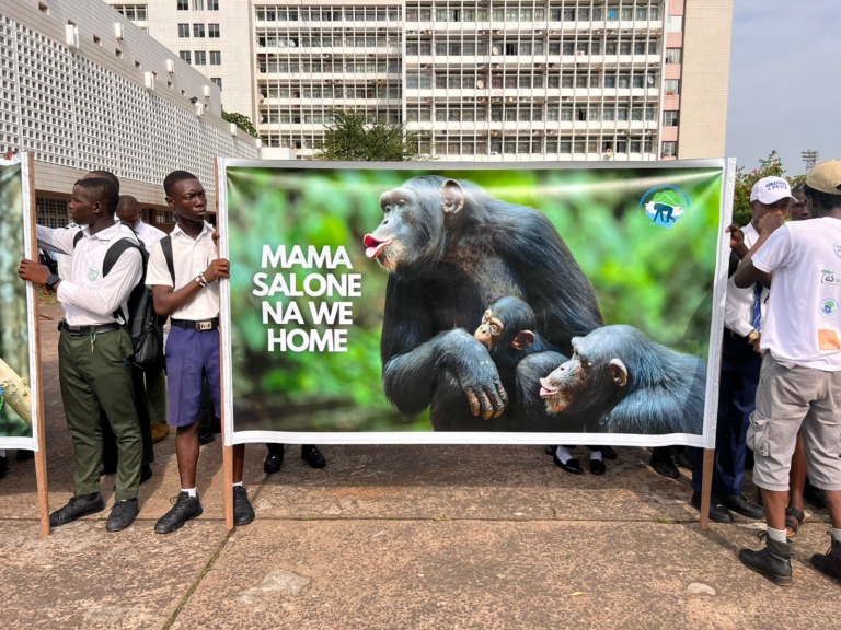 Chimps To The Sanctuary: A Celebration Of Our Furry Friends