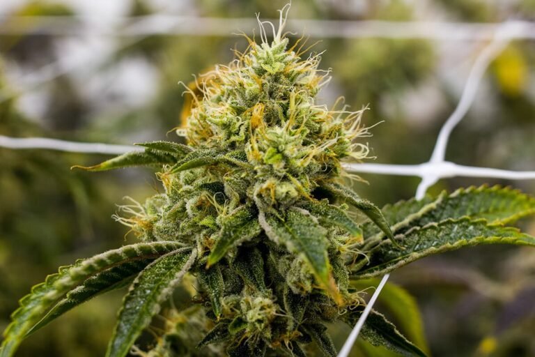 The Lethal Grip of Lethal Kush:  A Story of Struggle and Resilience