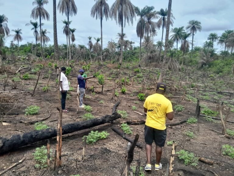 Chief Minister Spearheads Agricultural Initiative in Pujehun District