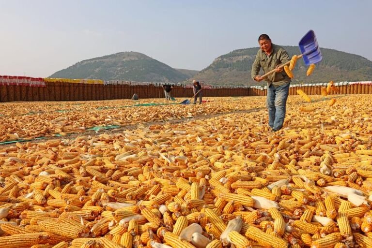 Farmers Busy with Autumn Harvest across China (China Update)