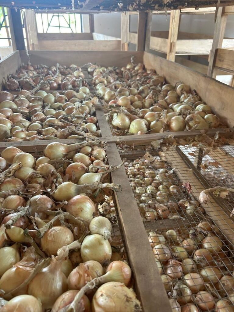 Sierra Leone’s Onion Production Surges Following Strategic Government Intervention
