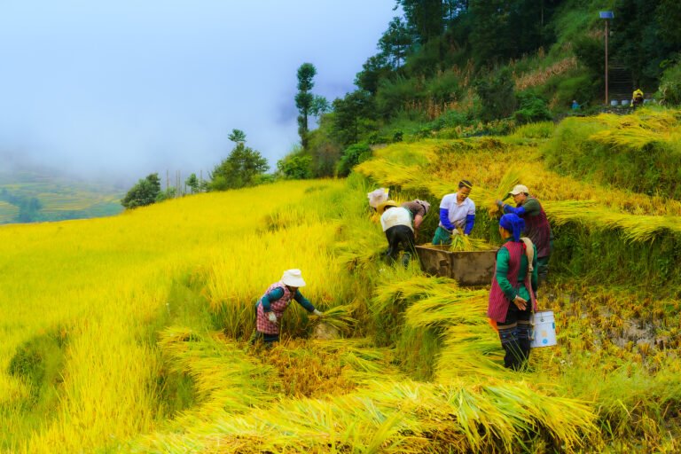 Xi Jinping Extends Greetings ahead of Farmers’ Harvest Festival